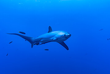 Malapascua Thresher shark