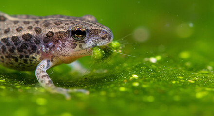 Fototapeta premium Spring awakening of tadpoles, Close-up of a tadpole feeding on algae in clear water