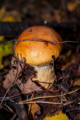 A vibrant golden mushroom stands amidst colorful autumn leaves, showcasing nature's beauty