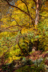 Golden leaves shimmer in sunlight, and green pines add depth to the tranquil forest