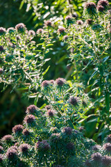 A wildflower garden blooms under the sun, radiating a vibrant, tranquil atmosphere