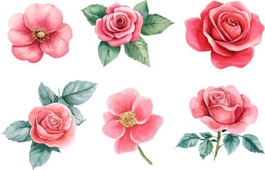 Fototapeta premium set of roses vector illustration