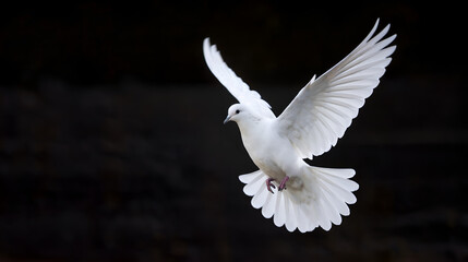 Obraz premium The image shows a white dove in flight against a dark background. It is suitable for depicting freedom and peace.