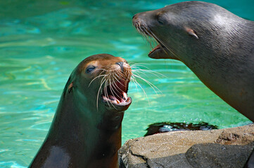 Naklejka premium アシカのパパとママのコミュニケーション