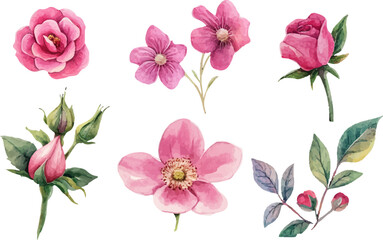 watercolor roses set,watercolor rose clipart,watercolor rose set,watercolor roses,vintage roses illustration,roses illustration,roses clipart,rose illustrations, handpainted roses,handdrawn roses,rose