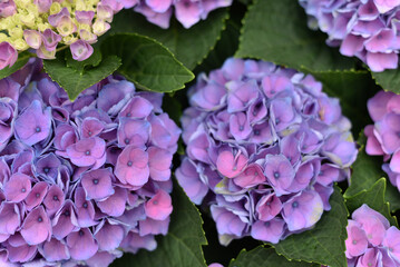 Obraz premium Bright flowers