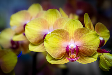 Yellow and Brown Phalaenopsis: A Natural Orchid Close-Up with Distinctive Petal Patterns