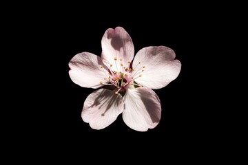 Single cherry blossom in bloom against a stark black background for decorative use