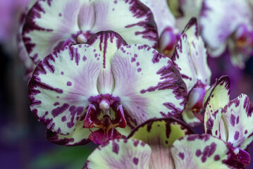 White and Purple Spotted Phalaenopsis: A Detailed Close-Up of Unique Petal Patterns, Evoking...