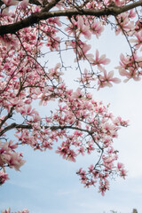 Blooming Magnolia by the Water, Serene Spring Park Scene
