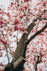 Blooming Magnolia by the Water, Serene Spring Park Scene