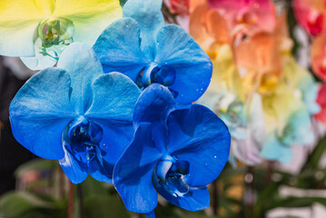 Blue yellow red colorfil Phalaenopsis Orchids with Nano-Sprayed Color: A Unique Flower Display with...