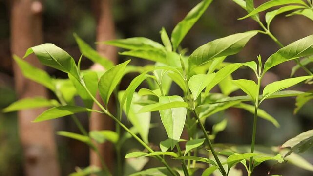 Fresh Green Adhatoda Vasica, Justicia Adhatoda, Adulsa, Malabar Nut Leaves and Plant