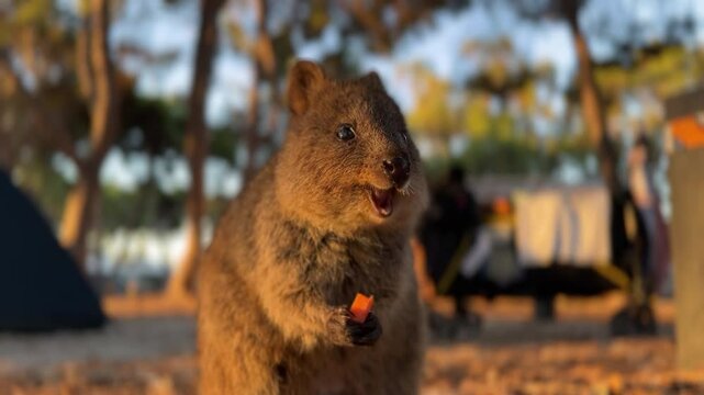Quokka is a marsupial native to Australia.