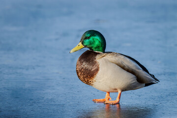 Obraz premium Male Mallard Duck on Ice of Frozen Lake