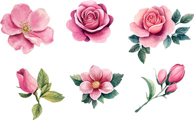 Watercolor floral illustration	
