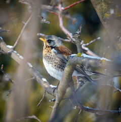 A bird is perched on a branch in the snow