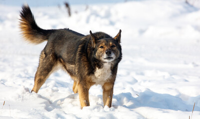 A dog is standing in the snow with its tail wagging
