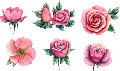 Fototapeta premium watercolor roses set,watercolor rose clipart,watercolor rose set,watercolor roses,vintage roses illustration,roses illustration,roses clipart,rose illustrations, handpainted roses,handdrawn roses,rose