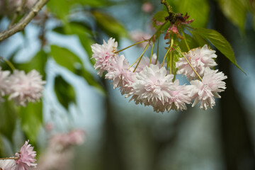 Beautiful Pink Cherry Blossom Flowers Hanging Gracefully on a Tree Branch