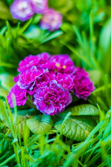 Vivid purple flowers flourish surrounded by fresh green blades, creating a serene outdoor ambiance
