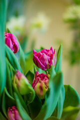 Delicate pink tulips bloom among lush green leaves, creating a tranquil, colorful scene