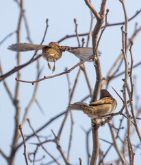 Two birds are perched on a tree branch