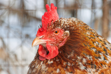 A chicken with a red beak and a red comb