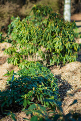 Green shrubs thrive in the garden, basking in sunlight amidst soft earth and nature