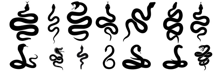 Black viper snake closeup face, Snake isolated on a white background, Snake isolated on white, mature snake authentic black and white