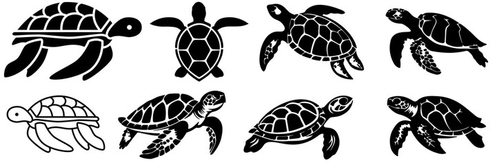 Black turtle, turtle on white background, common box turtle, isolated on white