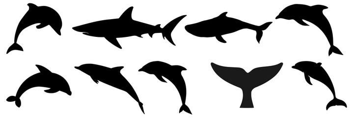 Dolphin isolated on white background, Bottlenose Dolphin, Dolphins Jumping From The Sea, Dolphin Isolated