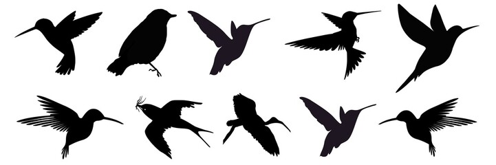 Hummingbird in flight, Hummingbird isolated on a white background, Hummingbird design elements