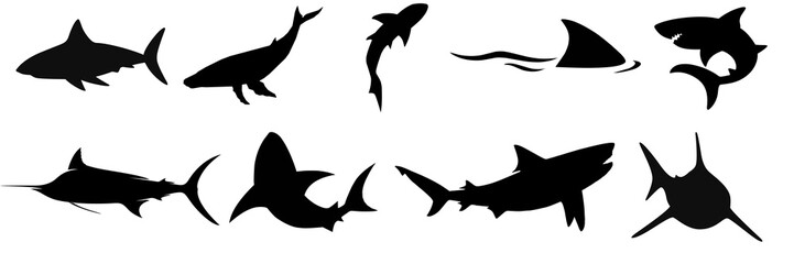 Swimming with whale sharks silhouette of Circling Sharks. Group shark photo, Shark elements