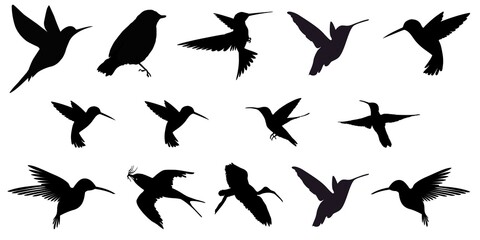 Hummingbird in flight, Hummingbird isolated on a white background, Hummingbird design elements