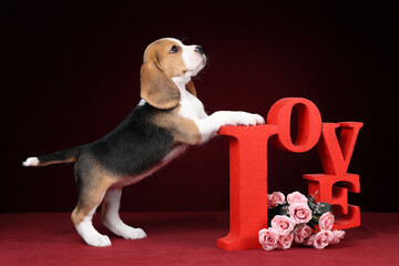 Cute beautiful beagle puppy with flowers and love inscription