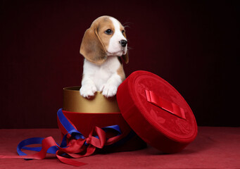 Cute beautiful beagle puppy with gift box