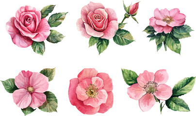 watercolor roses set,watercolor rose clipart,watercolor rose set,watercolor roses,vintage roses illustration,roses illustration,roses clipart,rose illustrations, handpainted roses,handdrawn roses,rose