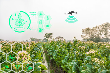Precision Farming and Agriculture Techniques Using Drones by providing real-time insights into crop