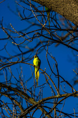 Yellow parrot on branch in winter