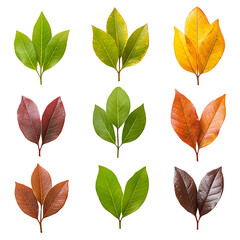Fototapeta premium Nine leaves showing seasonal color changes