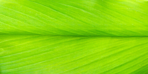 Curcuma Longa Leaf or Turmeric Leaf with Vivid Green Vein Texture and Natural Pattern for Backgrounds, Digital Designs, and Nature-inspired Projects.