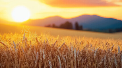 Obraz premium stunning golden wheat field stretches under vibrant sunset, with sun casting warm glow over landscape. distant mountains add depth to this serene scene, evoking sense of tranquility and abundance