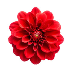 beautiful color flower isolated on white