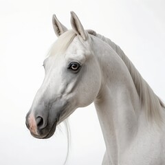Obraz premium Elegant White Arabian Horse Portrait