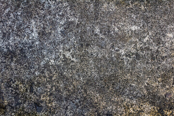 Old Rough Concrete Texture with Dry Moss Crust