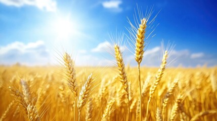 A golden wheat field stretches under a bright blue sky, with the sun casting a warm glow over the swaying stalks, creating a serene and picturesque rural landscape.