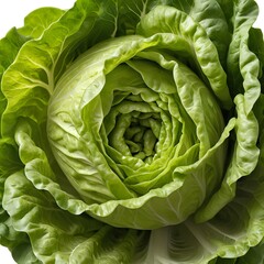 Fototapeta premium Fresh Green Cabbage Close-Up