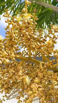 Areca Palm Nut Blossoms in Gold Coast