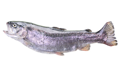  Fish trout isolated on white